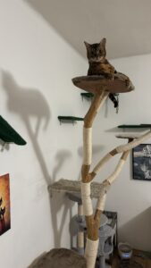 IMG_3787